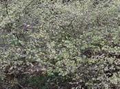 Corylopsis Pauciflora