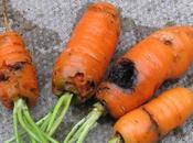 Carrot Root Precautions