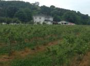 Looking Retail Stocks