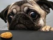 Doggy Camp Non-Peaceful Bank Holiday Weekend