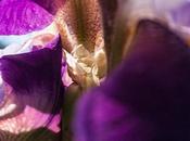 Like This Photo Iris