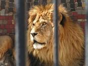 Circus Lion Freed From Cage Feels Earth Beneath Paws First Time