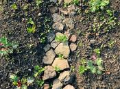 Follow Hazelwood Urban Farms