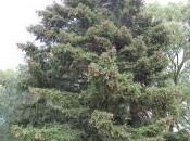 Picea Torano