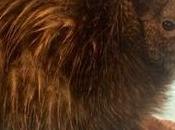 Kiwi Hatching Season Closed