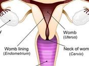 Understanding Womans Cycle Ovulation