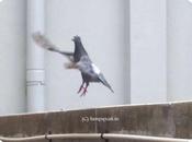 Doves Pigeons ........... 'spy Pigeon' from Pakistan