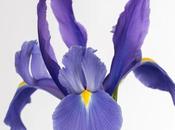 Studio: More Irises