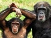Jane Goodall Hails ‘awakening’ Labels Chimpanzees Endangered