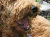 Funeral Homes Increasingly Using Dogs Comfort Mourners