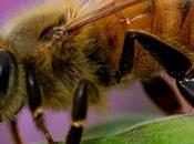 Honey Could Help Live Longer, Evolve Need