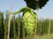 Drink They Will Grow: Changing Landscape Hops