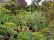 Great Dixter Revelation