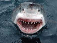 Grim Tale Global Shark Declines