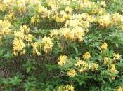 Rhododendron Luteum
