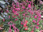 Penstemons Roses