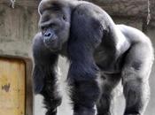 Rejecting Marriage, Japanese Women Flock Admire “hunky” Gorilla