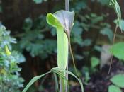 Arisaema Consanguineum