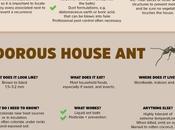 Ants Often Found Houses