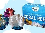 Create Your Colorful Coral Home with Little Passports' Reef Kit!