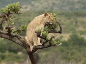 Rwanda Imports Lions from South Africa KwaZulu- Natal