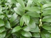 Polygonatum Humile