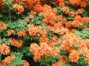 Rhododendron ‘Golden Eagle’