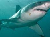 Beaches Where You’re Likely Shark