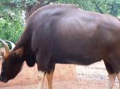 Conflicted About Zoos