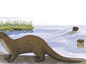 Arizona #Endangered Species: River Otters
