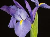 Photo: Siberian Iris