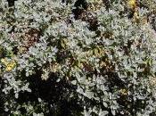 Brachyglottis ‘Sunshine’