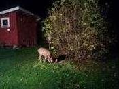 Wildlife Built-up Areas Undervalued Part Urban Ecosystems