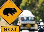 Highways Squirrel Suspension Bridges: Urban Wildlife Crossings Pictures