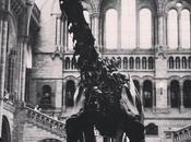 Sunday Summary Dippy Diplodocus