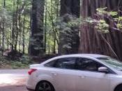 Spend Amongst Redwoods!