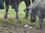 Cows Help Stranded Baby Seal Safety