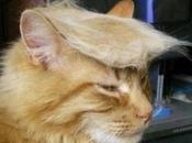 Your Look Like Donald Trump