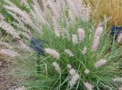 Pennisetum Orientale