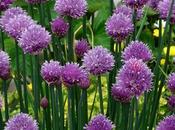 Benefits Uses Chives Skin, Hair Health