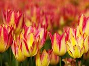 Photo: Pink Yellow Tulips