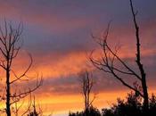 Drought’s Lasting Impact Forests