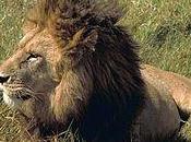 Five Other Hunts Walter Palmer