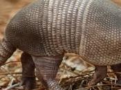 Texas Injured Bullet Ricochets Armadillo