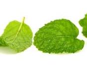 Ways Keep Email Marketing Lists Clean Minty Fresh