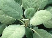 What Herb Sage Leaf?