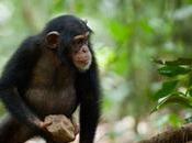 Chimps Have Morality, They Just Don’t Care About