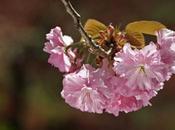 Cherry Blossoms #SaturdaySnapshot