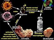 GcMAF Macrophage Activating Factor)