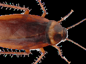 Health Risks From Cockroach Infestations Their Prevention